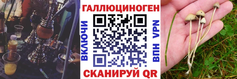 мега зеркало  Калач  Псилоцибиновые грибы Psilocybe 